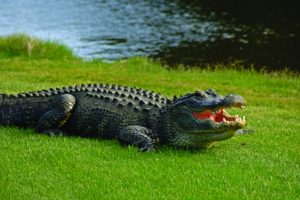 When Nature Calls (and Crashes) the Green - Golf News