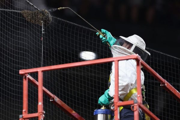 Beekeeper Matt Hilton removes a colony of bees that formed on the net behind home plate during a delay to the MLB game between the Los Angeles Dodgers and the Arizona Diamondbacks at Chase Field on April 30, 2024 in Phoenix, Arizona.