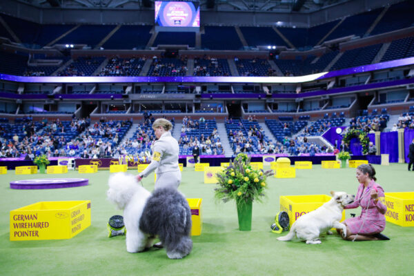 New York | US Open venue hosts premier Dog Show
