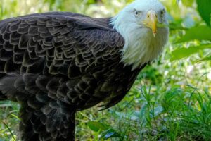 Eaglets force small changes to Nebraska municipal golf course