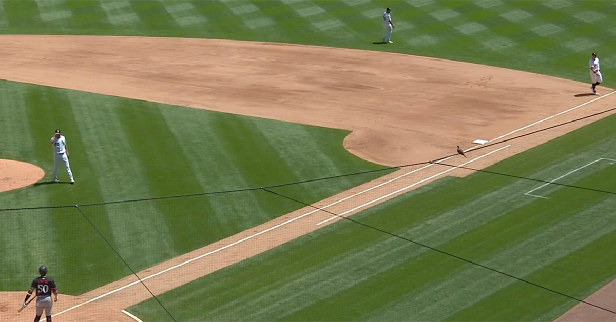 I Saw a Bird | FanGraphs Baseball