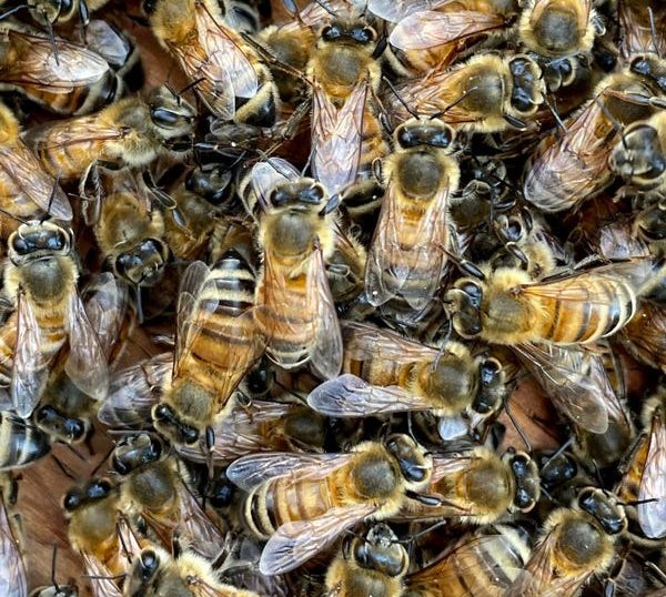 Arizona golf course worker killed by a swarm of bees