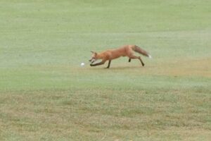 Fox steals golf balls from Missouri charity tournament for police