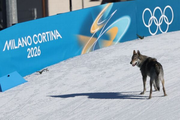 Dog on Olympic Tennis Court Sparks Memories of Past Wildlife Disruptions