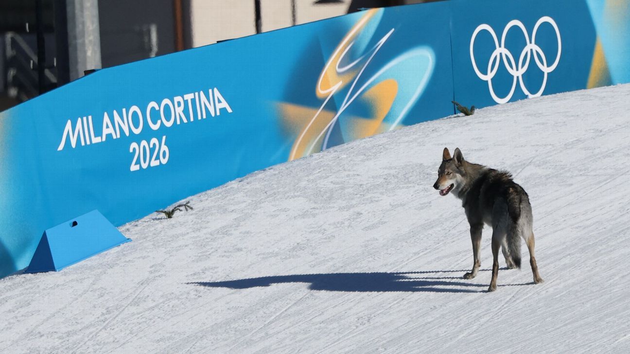 Dog on Olympic Tennis Court Sparks Memories of Past Wildlife Disruptions