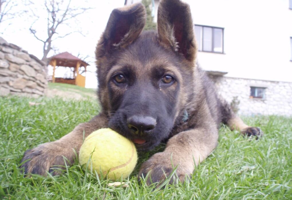 How Pets Contribute to Athletes' Mental Well-Being