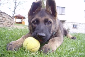 How Pets Contribute to Athletes' Mental Well-Being